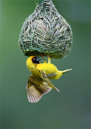 Masked Weaver; Ploceus Velatus; hanging upside down from nest; South Africa Photographie de stock - Aubaine LD & Abonnement, Code: 400-04216004