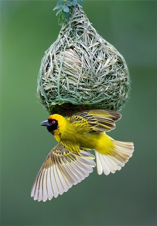 Masked Weaver; Ploceus Velatus; hanging upside down from nest; South Africa Stock Photo - Budget Royalty-Free & Subscription, Code: 400-04216002