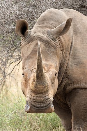 rhino south africa - Portrait of a White Rhinoceros; Ceratotherium Simum; South Africa Stock Photo - Budget Royalty-Free & Subscription, Code: 400-04216010