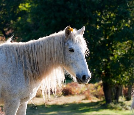 simsearch:400-07484967,k - White  pony in  field Stock Photo - Budget Royalty-Free & Subscription, Code: 400-04216637