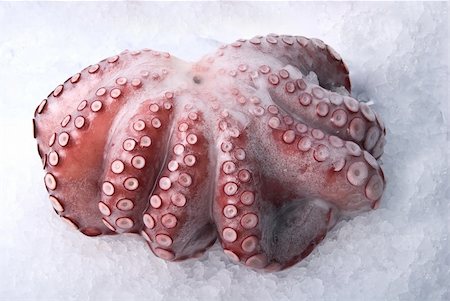octopus isolated on the white background Foto de stock - Super Valor sin royalties y Suscripción, Código: 400-04216867