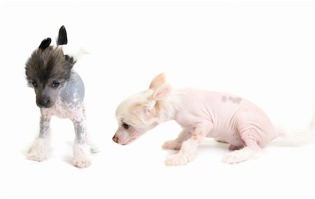 simsearch:400-08651756,k - Chinese Crested puppy isolated on a white background Fotografie stock - Microstock e Abbonamento, Codice: 400-04216967