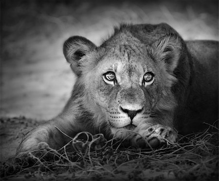 panthera - Close-up portrait of a young lion; panthera leo Stock Photo - Budget Royalty-Free & Subscription, Code: 400-04217108