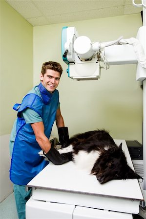 A dog receiving an x-ray at a veterinary clinic Stock Photo - Budget Royalty-Free & Subscription, Code: 400-04218064