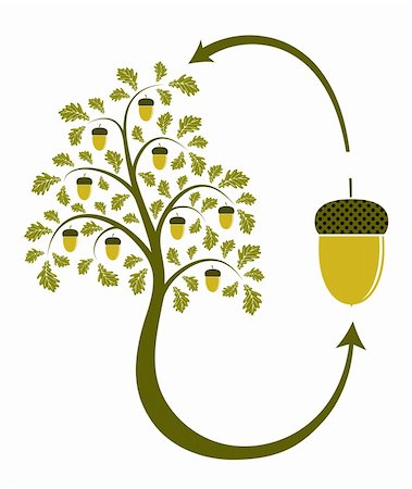 vector oak tree life cycle on white background, Adobe Illustrator 8 format Stock Photo - Budget Royalty-Free & Subscription, Code: 400-04218116