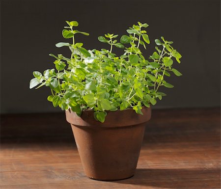 Potted Oregano herbal plant on wooden table. Stockbilder - Microstock & Abonnement, Bildnummer: 400-04218218
