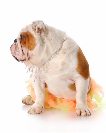 dogs with jewelry - english bulldog female wearing tutu and diamond jewellry Stock Photo - Budget Royalty-Free & Subscription, Code: 400-04218354