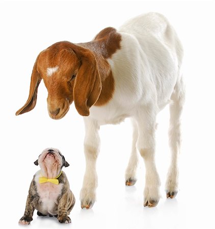 simsearch:400-09140902,k - goat looking down over puppy with reflection on white background - purebred boer goat and english bulldog Photographie de stock - Aubaine LD & Abonnement, Code: 400-04218357
