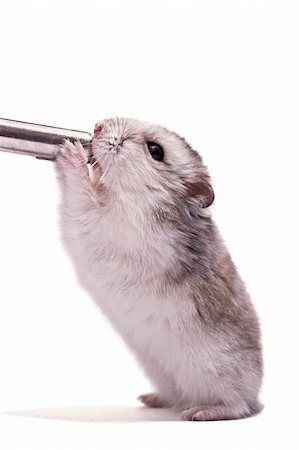 simsearch:400-04719873,k - little dwarf hamster Stock Photo - Budget Royalty-Free & Subscription, Code: 400-04218351