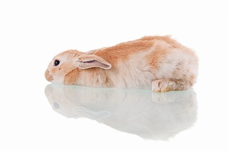 beautiful bunny lying Stock Photo - Budget Royalty-Free & Subscription, Code: 400-04218388