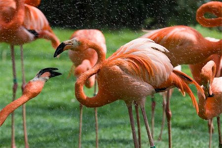 simsearch:400-04680215,k - Flamingo Portrait, Ménagerie du Jardin des Plantes, Paris, France Stock Photo - Budget Royalty-Free & Subscription, Code: 400-04219039