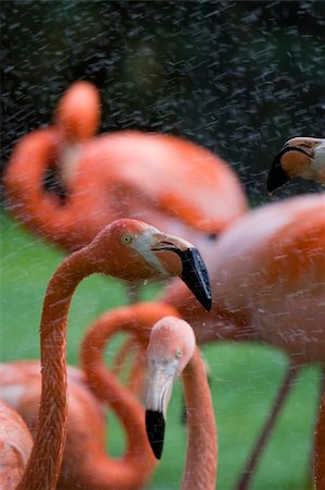 simsearch:400-04730667,k - Flamingo Portrait, Ménagerie du Jardin des Plantes, Paris, France Fotografie stock - Microstock e Abbonamento, Codice: 400-04219040