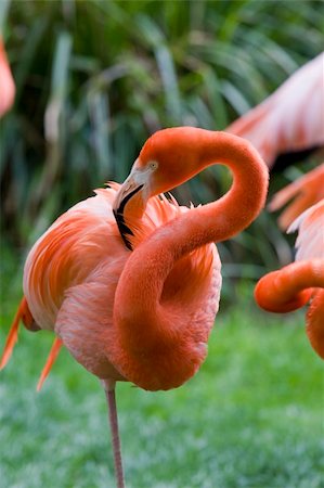 simsearch:400-04680215,k - Flamingo Portrait, Ménagerie du Jardin des Plantes, Paris, France Stock Photo - Budget Royalty-Free & Subscription, Code: 400-04219041