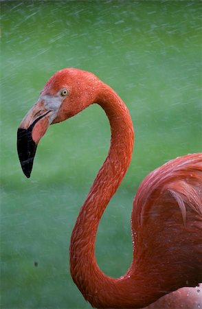 Flamingo Portrait, Ménagerie du Jardin des Plantes, Paris, France Stockbilder - Microstock & Abonnement, Bildnummer: 400-04219042