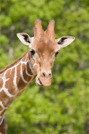 Giraffe head shot, Safari Zoo Park, Paris, France Stockbilder - Microstock & Abonnement, Bildnummer: 400-04219115