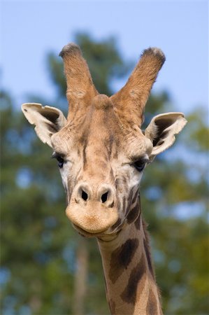 Giraffe head shot, Safari Zoo Park, Paris, France Stockbilder - Microstock & Abonnement, Bildnummer: 400-04219118