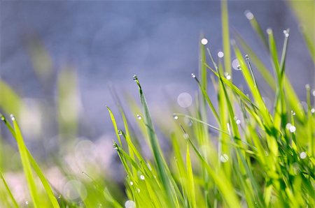 simsearch:400-07169438,k - Water drops on grass at morning Stock Photo - Budget Royalty-Free & Subscription, Code: 400-04219275