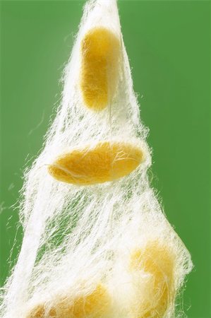 silk thread texture - yellow silkworm cocoon over green on silk worm net Stock Photo - Budget Royalty-Free & Subscription, Code: 400-04219283