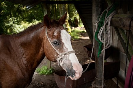 simsearch:400-05243571,k - Horse maintained for tourist riders in Costa Rica Photographie de stock - Aubaine LD & Abonnement, Code: 400-04219797