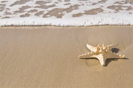 starfish beach nobody - A starfish on wet sand by the sea. Stock Photo - Budget Royalty-Free & Subscription, Code: 400-04210352