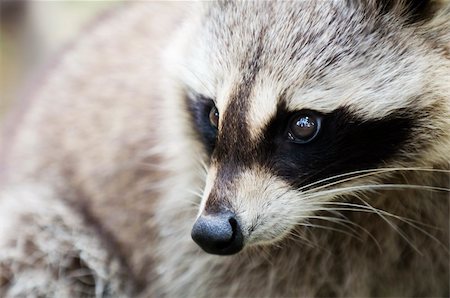 simsearch:400-06090538,k - close up zoom shot of a racoon Stockbilder - Microstock & Abonnement, Bildnummer: 400-04210392