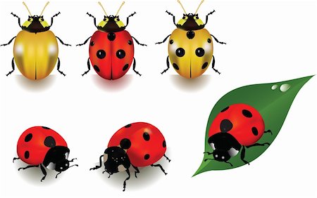 simsearch:400-04590632,k - Ladybugs over white background. Vector illustration Stock Photo - Budget Royalty-Free & Subscription, Code: 400-04210580