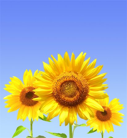 simsearch:400-05682398,k - Yellow sunflowers and blue sky Stock Photo - Budget Royalty-Free & Subscription, Code: 400-04210648
