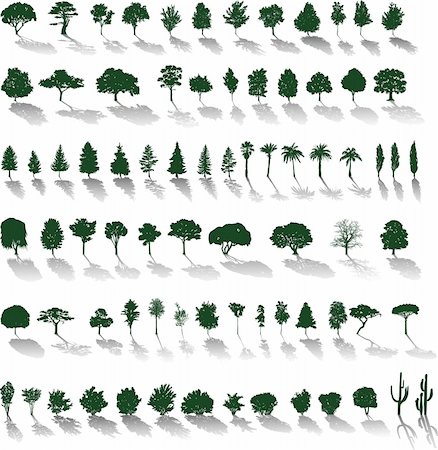 poplar tree forest - Set of vector silhouettes of trees and bushes with shadows Stock Photo - Budget Royalty-Free & Subscription, Code: 400-04210701