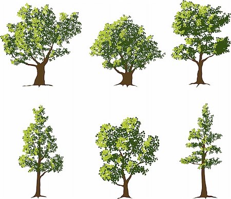 Collection of six fully grown shade trees. Foto de stock - Super Valor sin royalties y Suscripción, Código: 400-04211045
