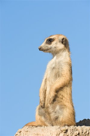 simsearch:400-04879400,k - Suricata standing on a rock, copy space. Stock Photo - Budget Royalty-Free & Subscription, Code: 400-04211364