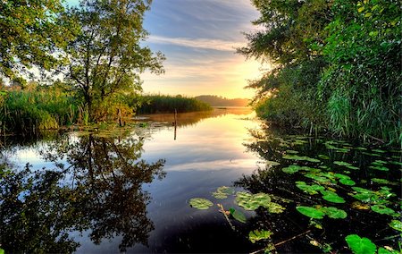 simsearch:400-04634653,k - water lilies in a lake early morning Fotografie stock - Microstock e Abbonamento, Codice: 400-04211700