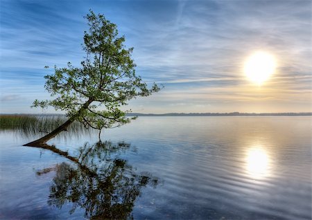 simsearch:400-04634653,k - old treei n the water at  sunrise Fotografie stock - Microstock e Abbonamento, Codice: 400-04211758