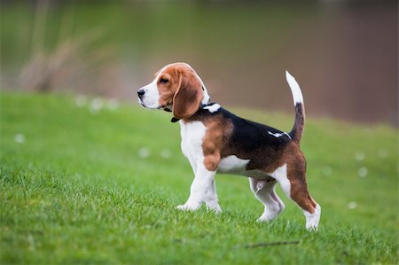 peterkirillov (artist) - Dog on green meadow. Beagle puppy walking Stock Photo - Budget Royalty-Free & Subscription, Code: 400-04211884