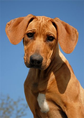 simsearch:400-08669628,k - portrait of a puppy purebred Rhodesian Ridgeback in a blue sky Stock Photo - Budget Royalty-Free & Subscription, Code: 400-04212168