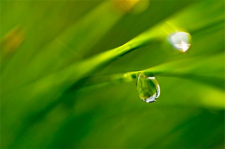 simsearch:400-07169438,k - The water drop on a grass Stock Photo - Budget Royalty-Free & Subscription, Code: 400-04212257