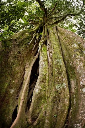 Strangler Fig Tree in Costa Rican cloud forest Photographie de stock - Aubaine LD & Abonnement, Code: 400-04212655