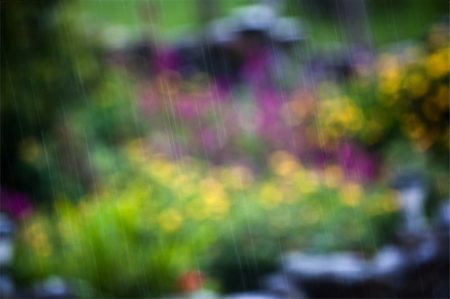 simsearch:400-04707096,k - Closeup of rain in front of foliage in Costa Rica Stock Photo - Budget Royalty-Free & Subscription, Code: 400-04212658