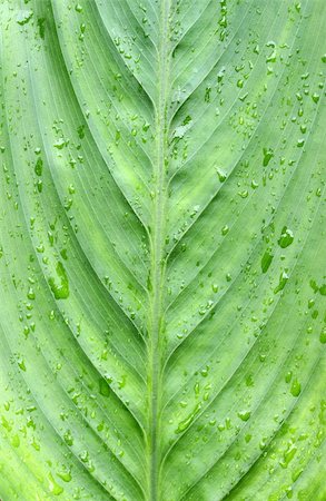 Close up of green leave Stock Photo - Budget Royalty-Free & Subscription, Code: 400-04212652