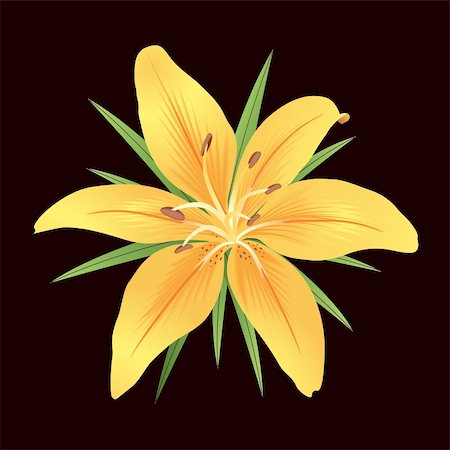 Orange tiger lily with green leaves on black background Stock Photo - Budget Royalty-Free & Subscription, Code: 400-04212663