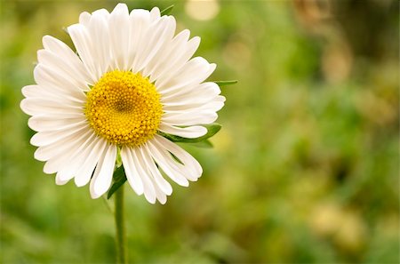 simsearch:400-04428532,k - Beautiful camomile on a green background Photographie de stock - Aubaine LD & Abonnement, Code: 400-04213187