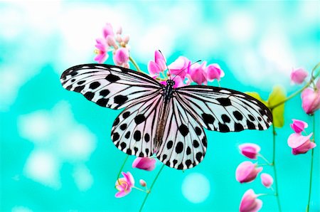 simsearch:400-06068038,k - Close up Rice Paper Butterfly on pink flower Stock Photo - Budget Royalty-Free & Subscription, Code: 400-04213618