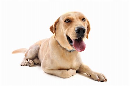 simsearch:400-04283000,k - purebred  labrador retriever in front of a white background Stock Photo - Budget Royalty-Free & Subscription, Code: 400-04213782