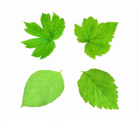 simsearch:400-05304951,k - Green spring leaves isolated on white Foto de stock - Super Valor sin royalties y Suscripción, Código: 400-04224017