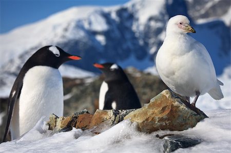 penguin on mountain - Two penguins and a bird, mountains in the background Photographie de stock - Aubaine LD & Abonnement, Code: 400-04224085