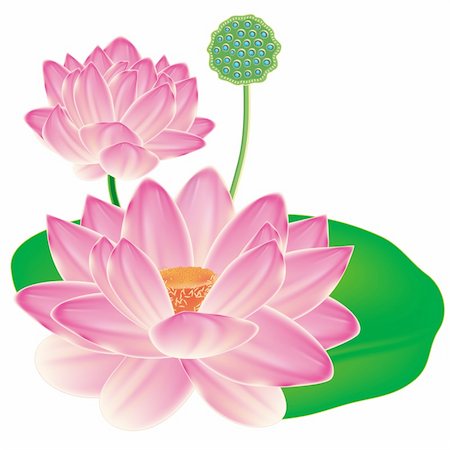simsearch:400-04749038,k - Realistic Oriental lotus - a flower isolated with a sheet, a full-blown bud and fruit box. Vector illustration. Foto de stock - Royalty-Free Super Valor e Assinatura, Número: 400-04224184