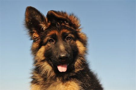 simsearch:400-06570271,k - portrait of a cute puppy purebred german shepherd, focus on the eyes Stockbilder - Microstock & Abonnement, Bildnummer: 400-04224295