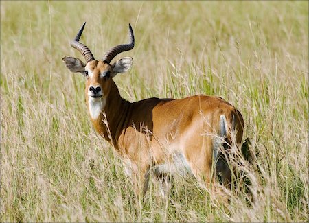 The Antelopes the impala costs on the grass which has turned yellow from the hot sun. Stock Photo - Budget Royalty-Free & Subscription, Code: 400-04224312