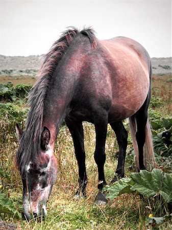 In the natural park of Chiloé, at the south of Chile, a wild horse graze in a plain Stock Photo - Budget Royalty-Free & Subscription, Code: 400-04224340