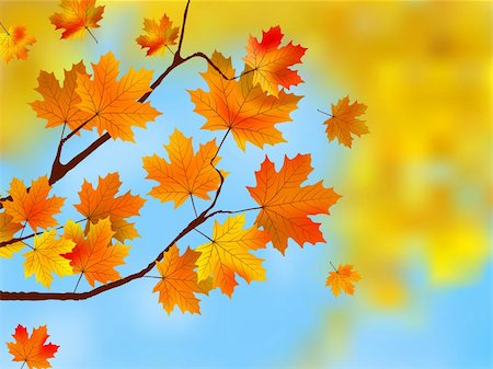 simsearch:400-04408167,k - Autumn leaves, very shallow focus. EPS 8 vector file included Stock Photo - Budget Royalty-Free & Subscription, Code: 400-04224577