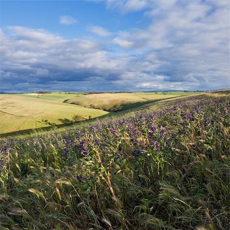 Adelaide hills with flowers, Australia Foto de stock - Super Valor sin royalties y Suscripción, Código: 400-04224622